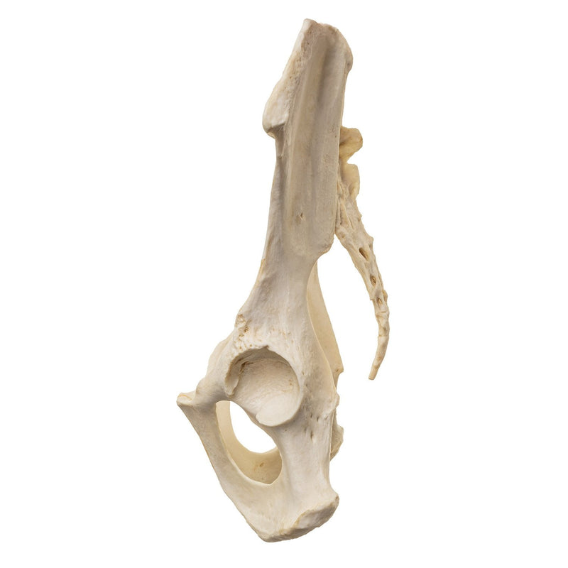 Replica Male Chimpanzee Pelvis and Femur