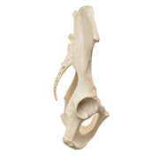 Replica Male Chimpanzee Pelvis - Articulated