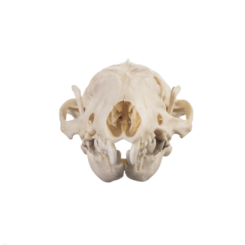 Real Hedgehog Skull