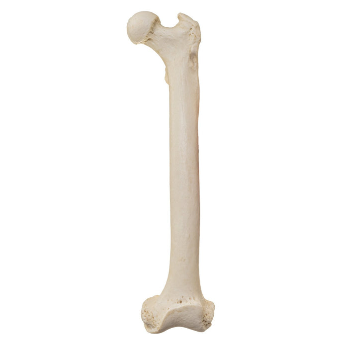 Replica Male Chimpanzee Pelvis and Femur