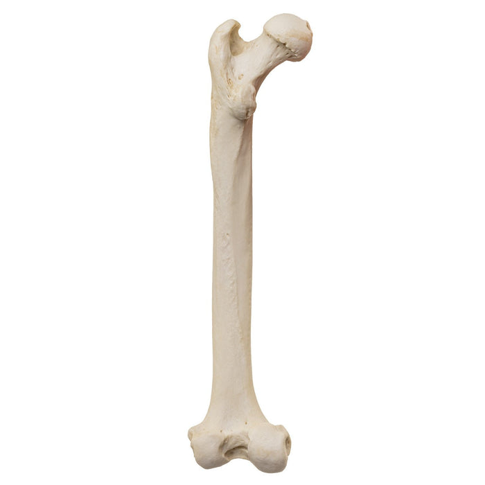 Replica Male Chimpanzee Pelvis and Femur