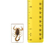 Real Golden Scorpion in Acrylic Paperweight