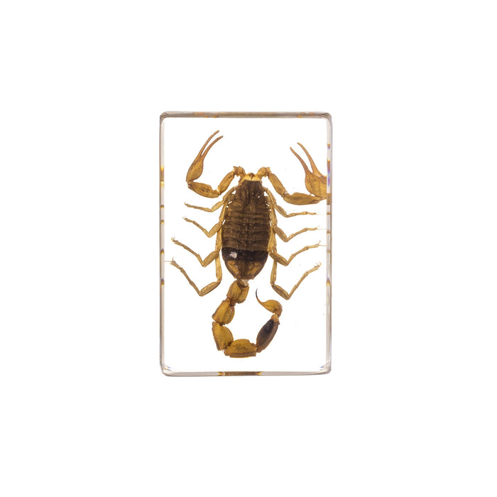 Real Golden Scorpion in Acrylic Paperweight