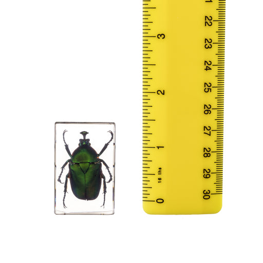 Real Acrylic Green Chafer Beetle Paperweight