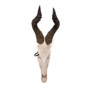 Real Hartebeest Skull