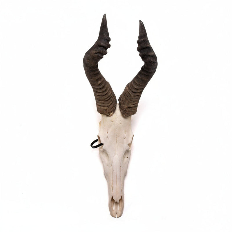 Real Hartebeest Skull