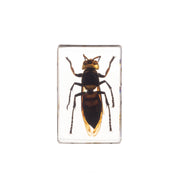 Real Acrylic Wasp Paperweight (Small)