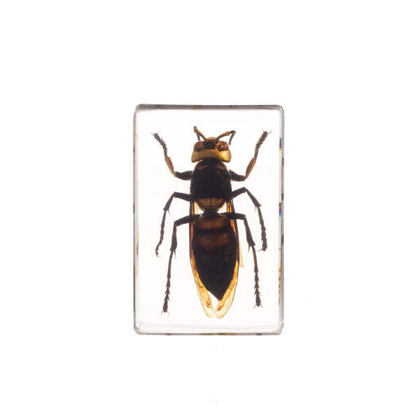 Real Acrylic Wasp Paperweight (Small)