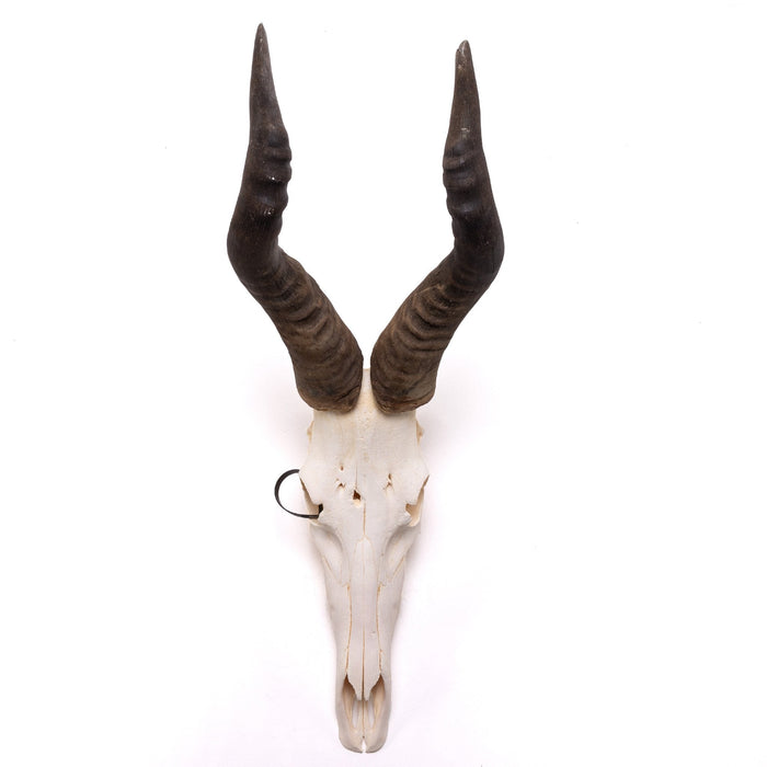 Real Hartebeest Skull