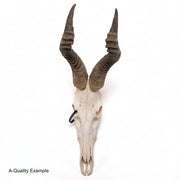 Real Hartebeest Skull