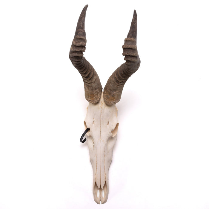 Real Hartebeest Skull