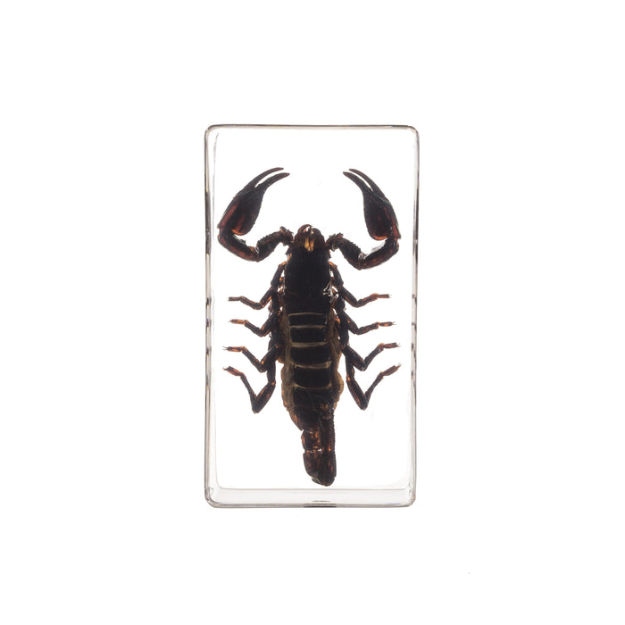 Real Black Scorpion in Acrylic Paperweight (Medium)