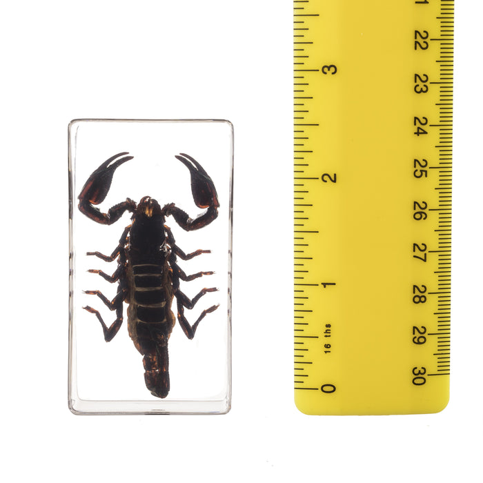 Real Black Scorpion in Acrylic Paperweight (Medium)