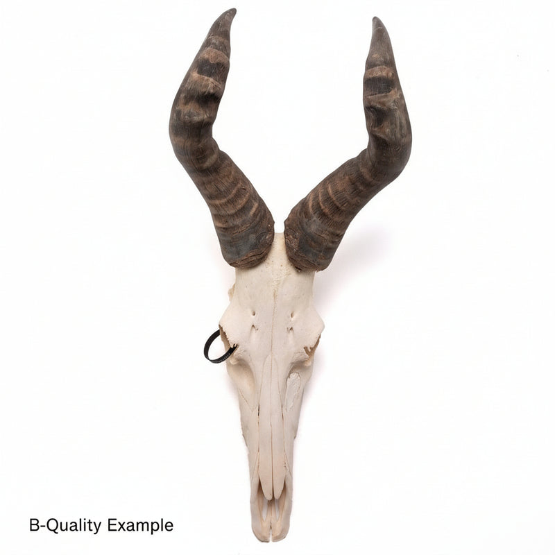 Real Hartebeest Skull