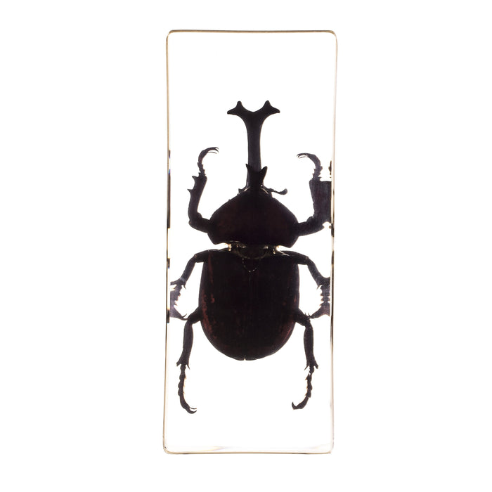 Real Acrylic Rhinoceros Beetle Paperweight - Large