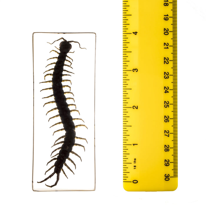 Real Centipede in Acrylic Paperweight (Large)