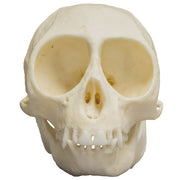 Replica Talapoin Skull