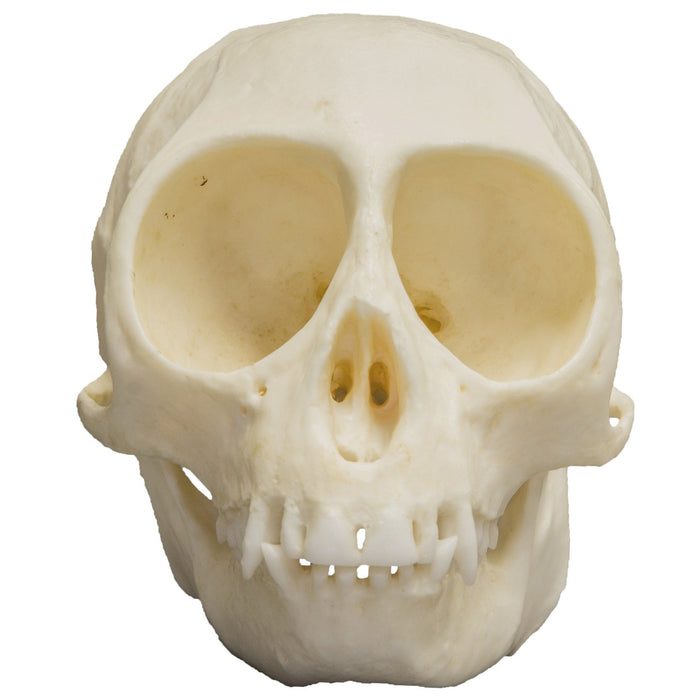 Replica Talapoin Skull