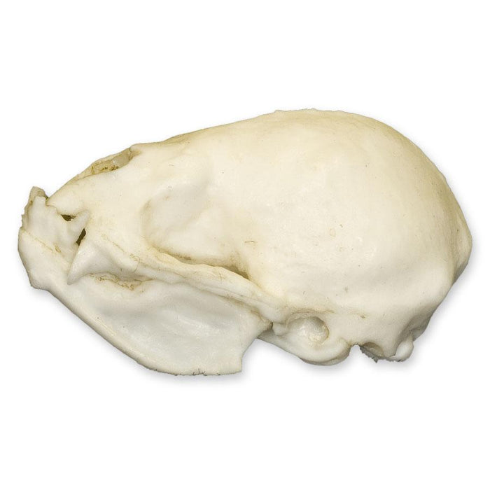 Replica Vampire Bat Skull