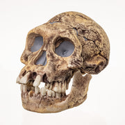 Replica Dmanisi Homo Erectus Skull