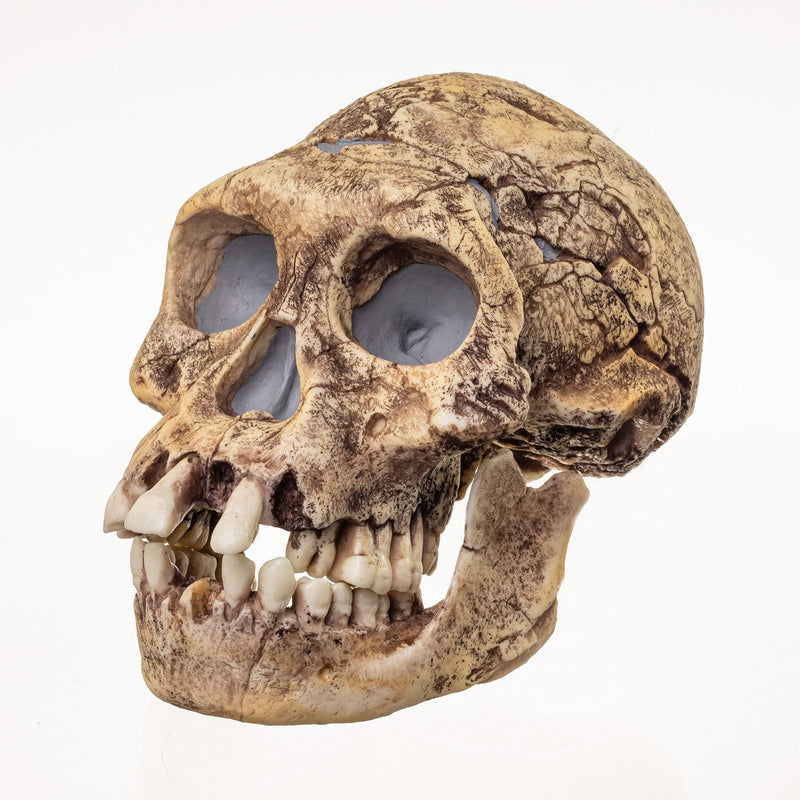 Replica Dmanisi Homo Erectus Skull