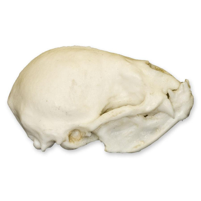 Replica Vampire Bat Skull