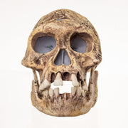 Replica Dmanisi Homo Erectus Skull
