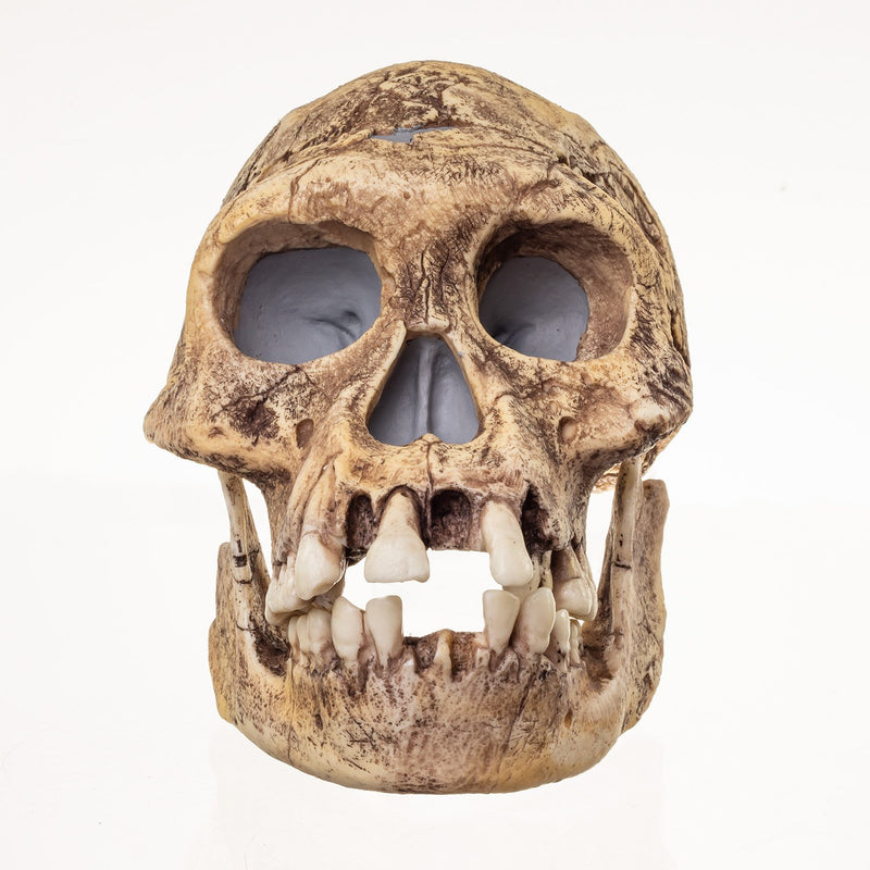 Replica Dmanisi Homo Erectus Skull