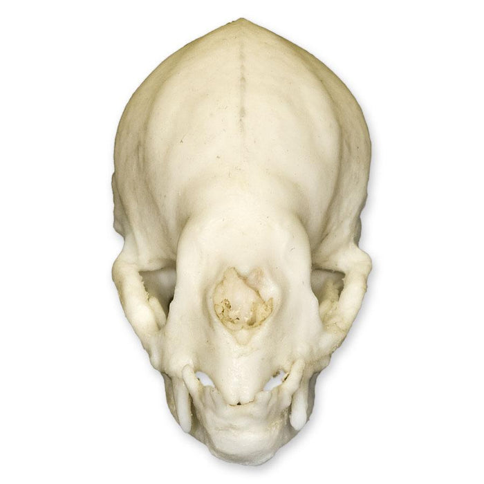 Replica Vampire Bat Skull