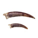 Real Snapping Turtle Claw