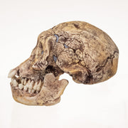 Replica Dmanisi Homo Erectus Skull