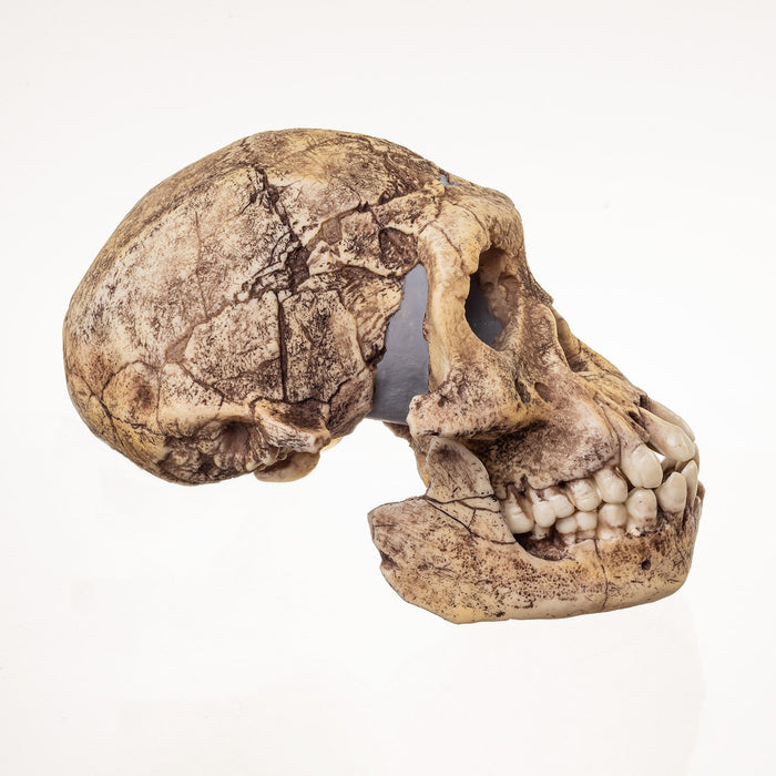 Replica Dmanisi Homo Erectus Skull