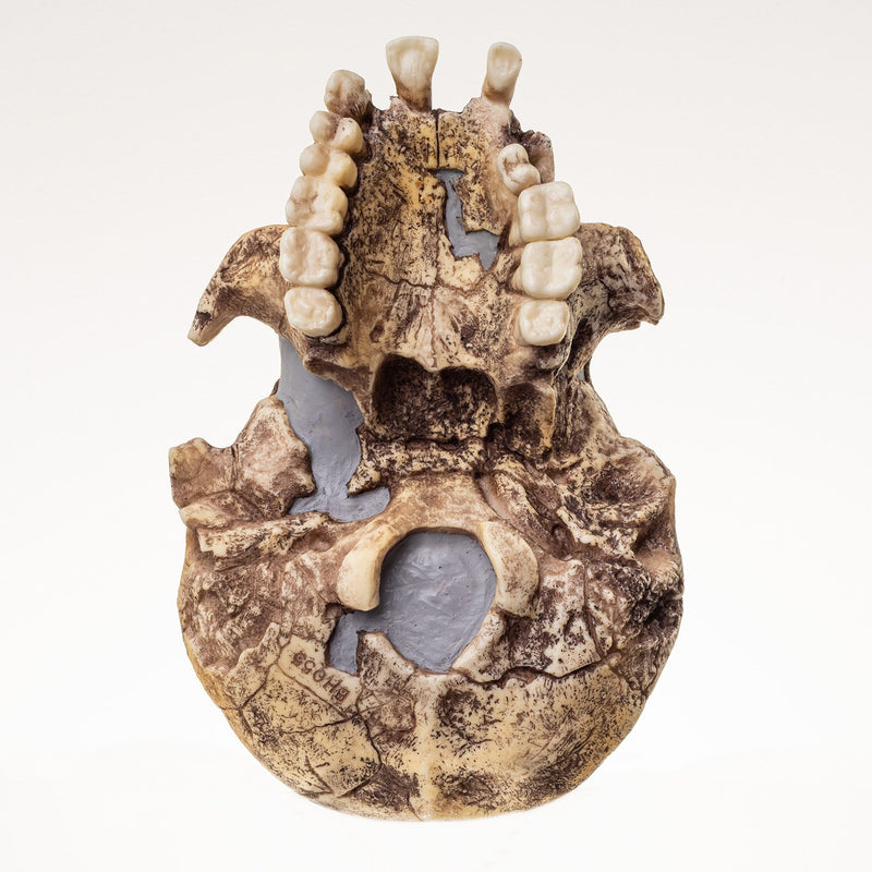 Replica Dmanisi Homo Erectus Skull