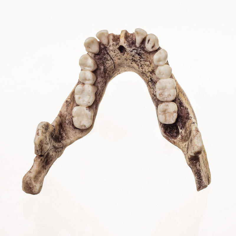 Replica Dmanisi Homo Erectus Skull