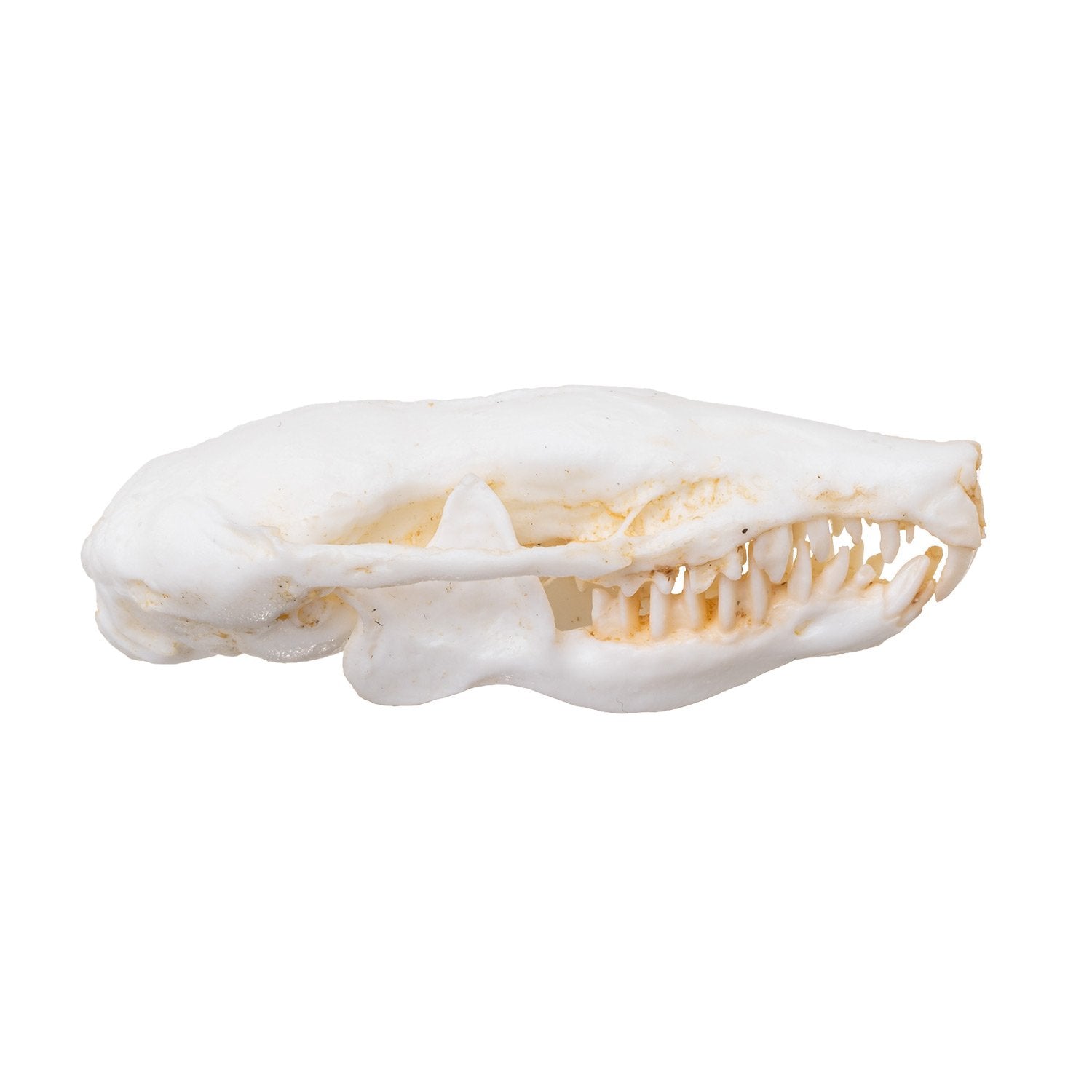 Replica Eastern Mole Skull For Sale — Skulls Unlimited