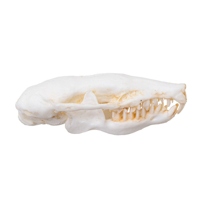 Replica Eastern Mole Skull