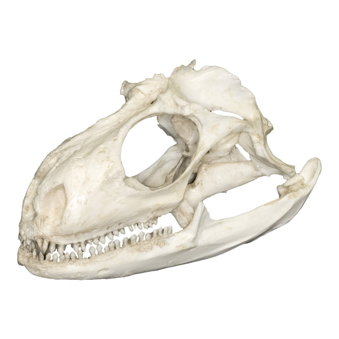 Replica Green Iguana Skull (117 mm)