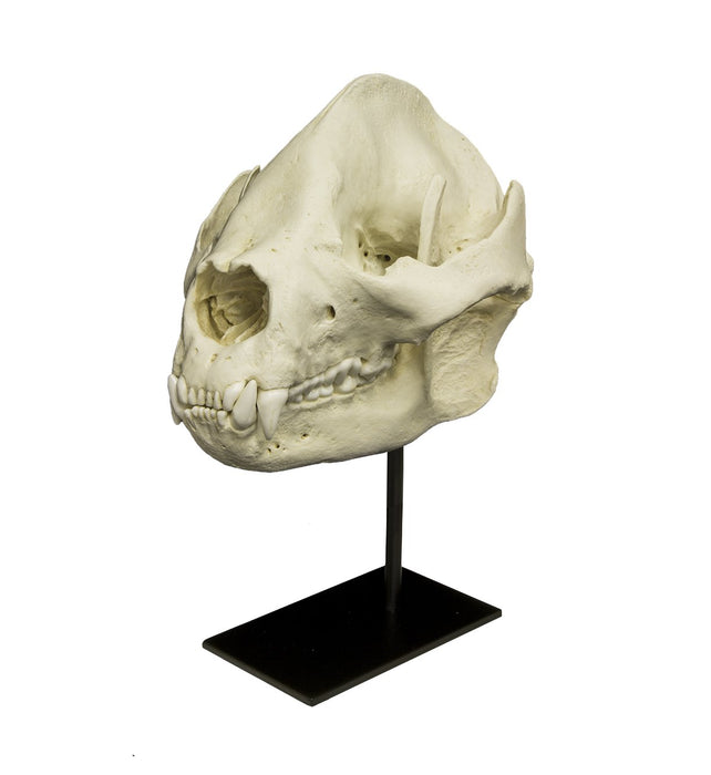 Replica Giant Panda Skull - Adult