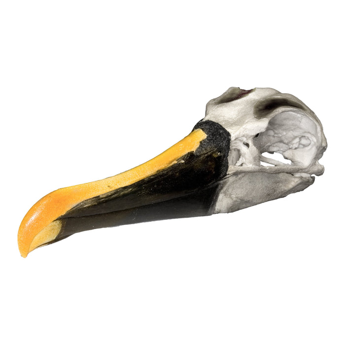 Replica Indian Yellow-nosed Albatross Skull