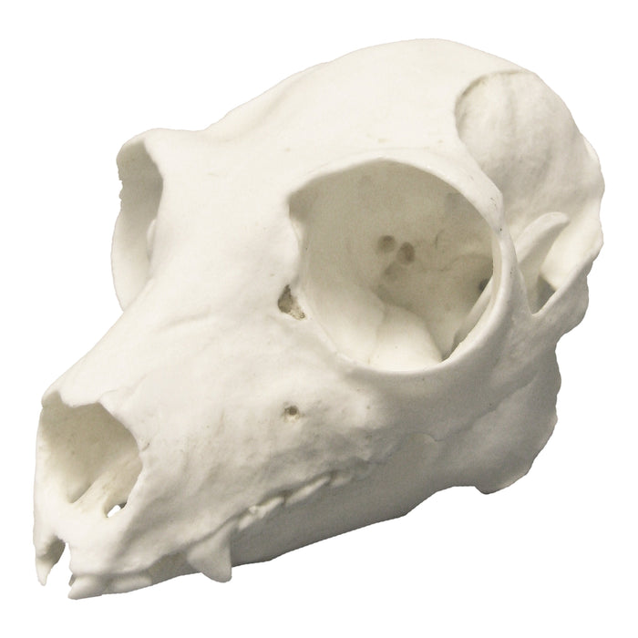 Replica Indri Skull