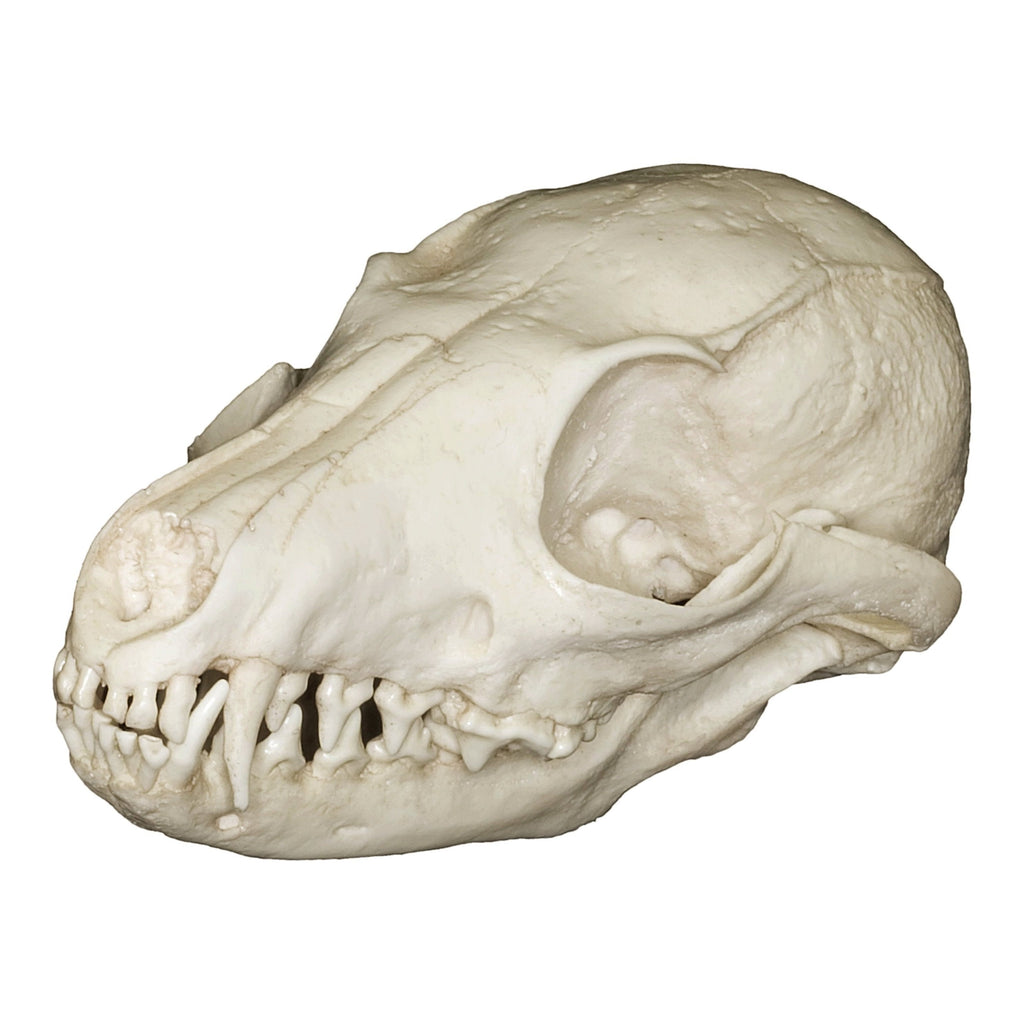 Replica Island Gray Fox Skull For Sale — Skulls Unlimited