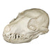 Replica Island Gray Fox Skull