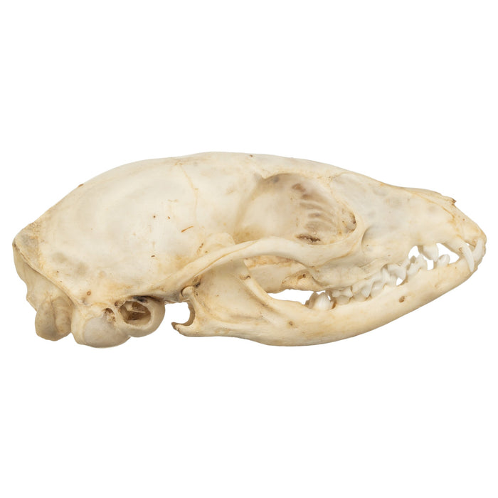 Real Cape Genet Skull - Adolescent