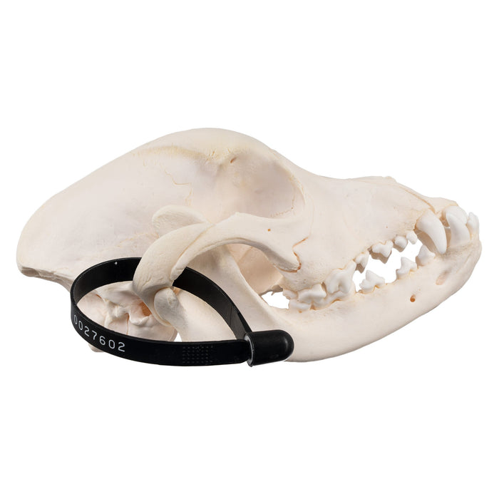 Real Domestic Dog Skull - Boxer