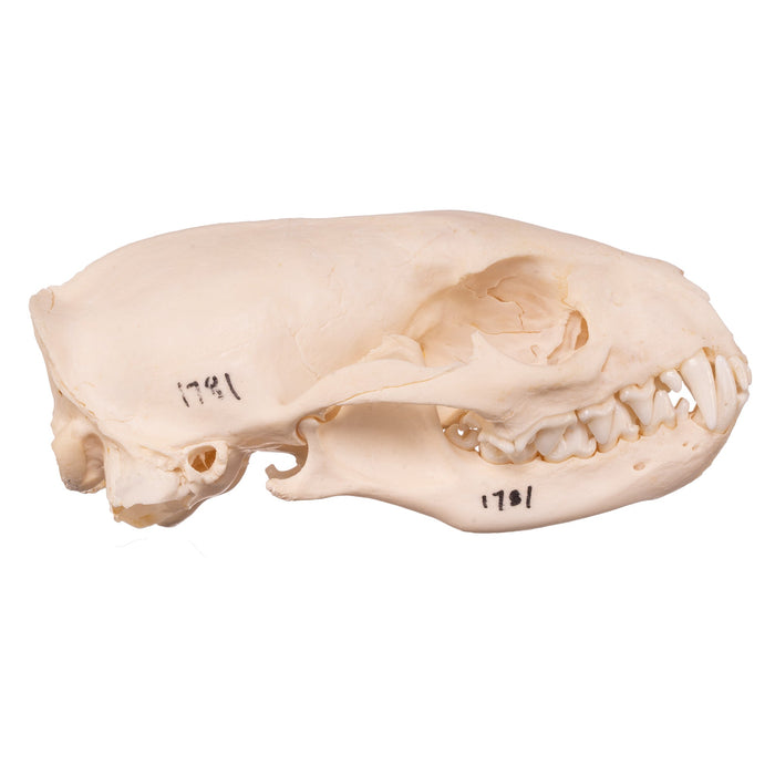 Real Mongoose Skull (Set of 2) For Sale — Skulls Unlimited