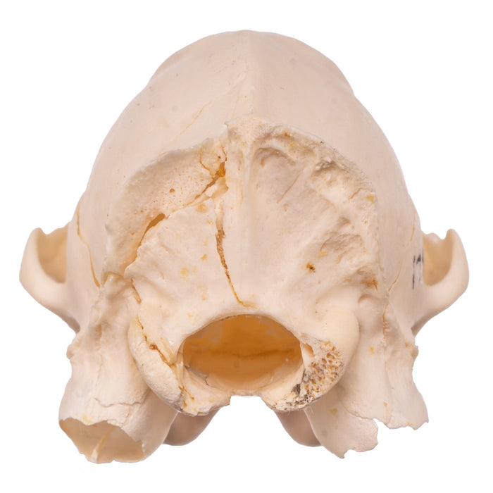 Real Mongoose Skull - Set of 2