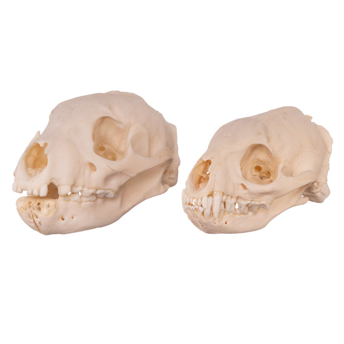 Real Mongoose Skull - Set of 2