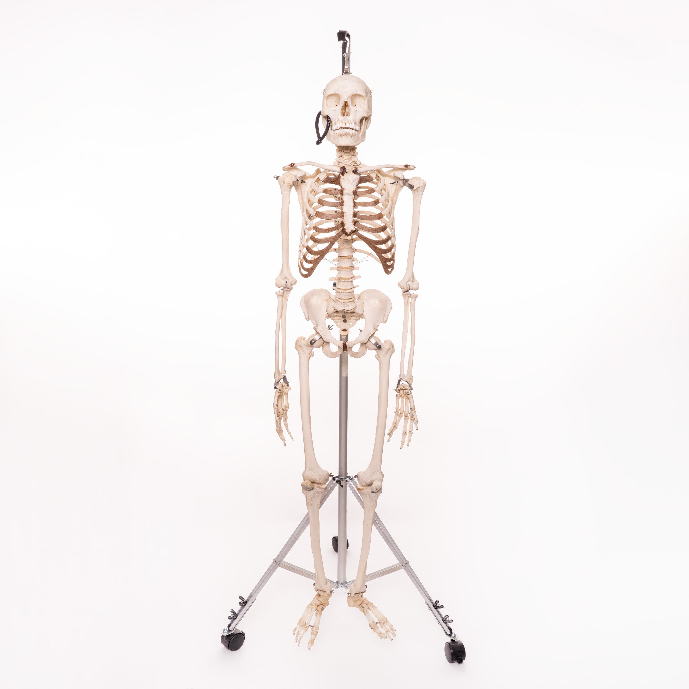 Human Skeleton Model
