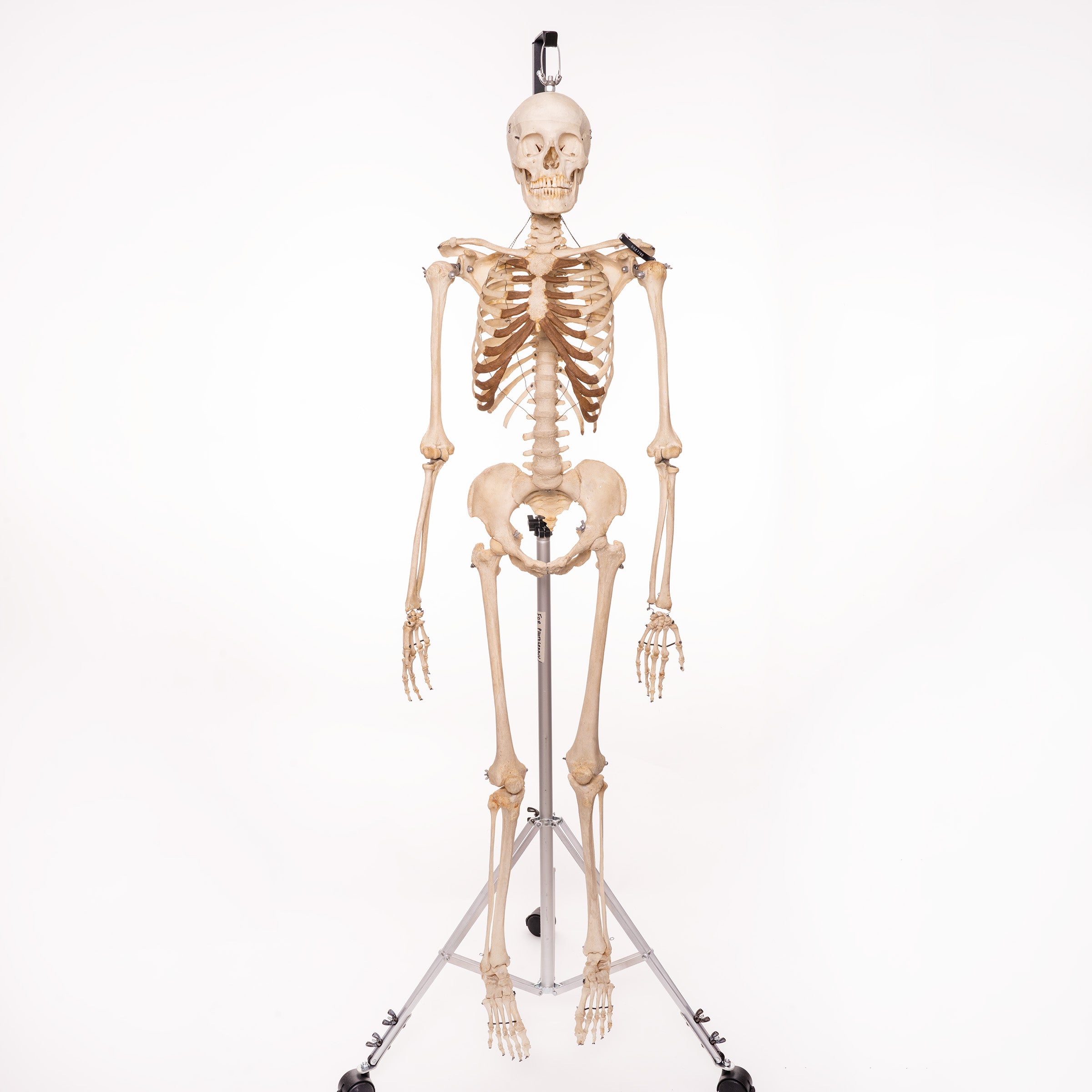 Real Human Skeleton Model