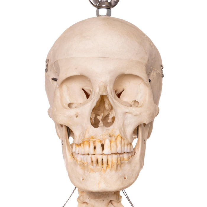 Real Human Skeleton - Articulated